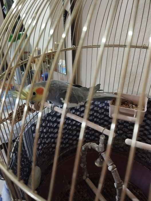 Продам попугая  карелла