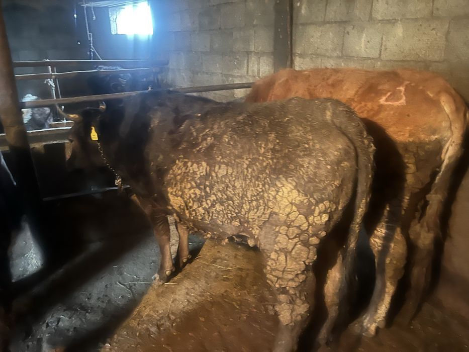 Байланган семиз донежиндер сатам