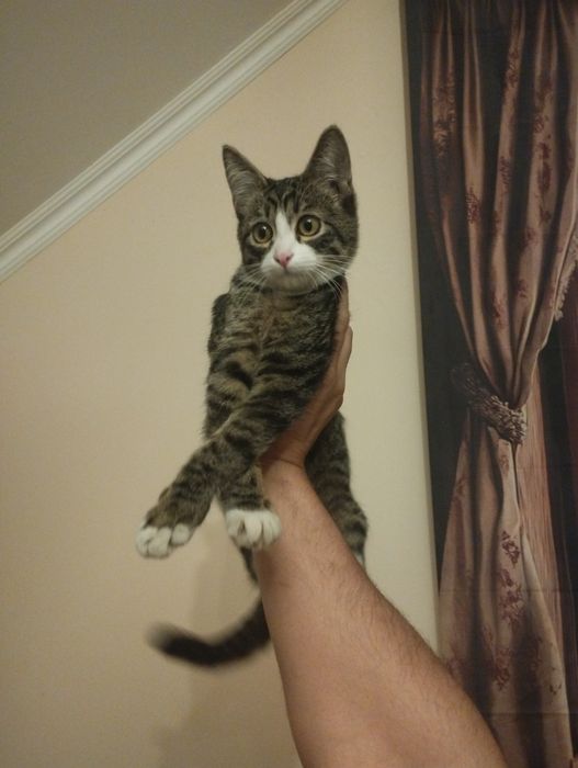 Котенок в поисках дома, мальчик, 4 месяца. Доставка
