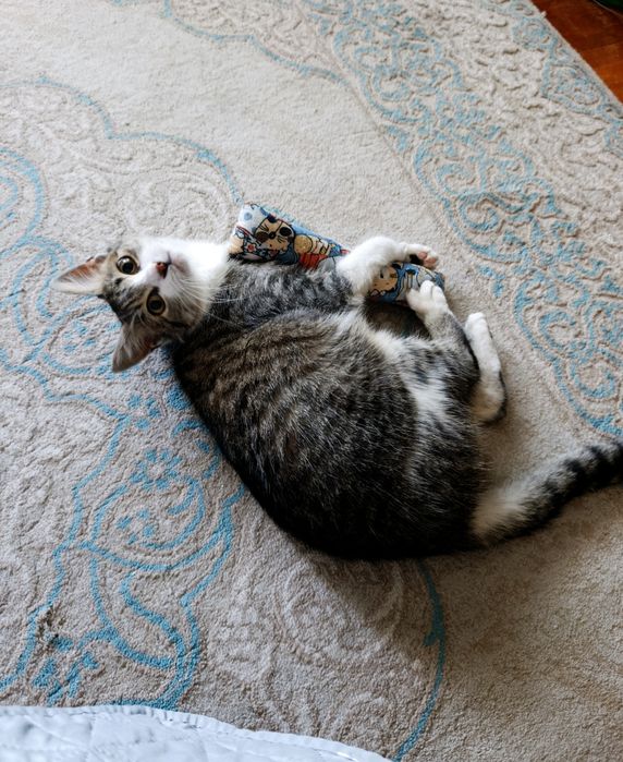 Pisică spre adopție