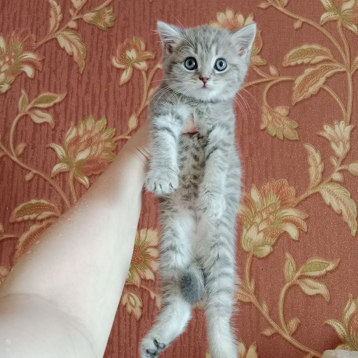 Роскошные котята от суперского кота  и шикарной кошки