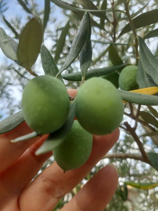Ulei de masline sicilia rodii lamai