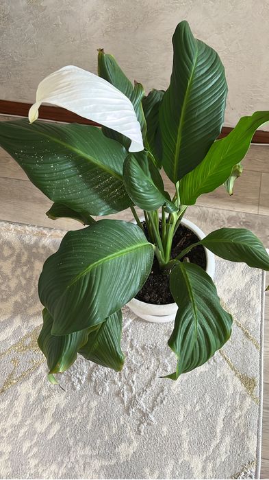 Комнатные растение