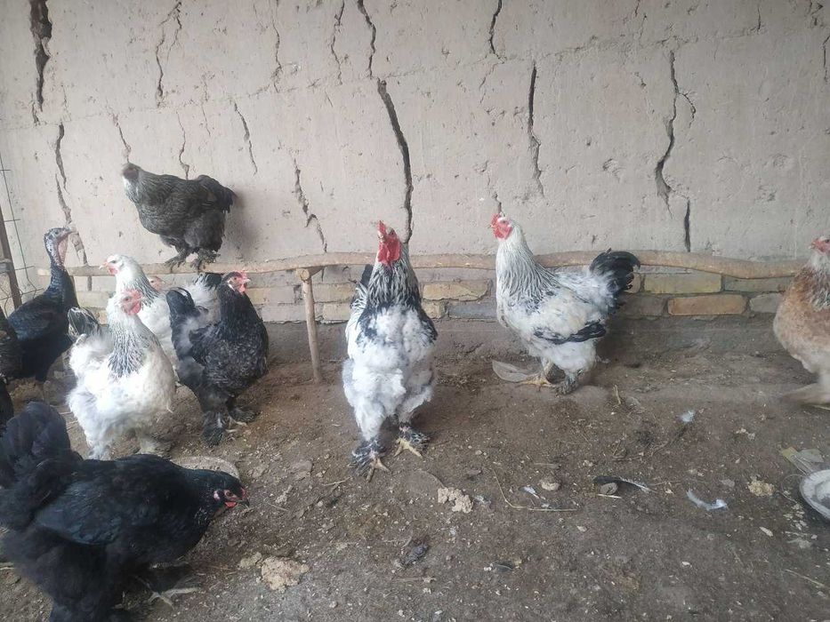 Gigant Brama tovuq tuxumlari