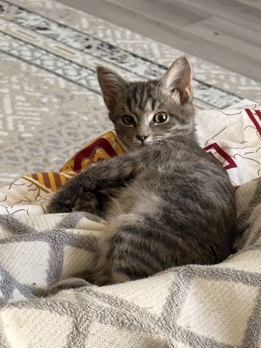 Отдам кота в добрые руки