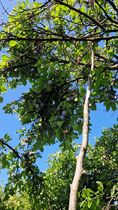 Prune centenar de vanzare