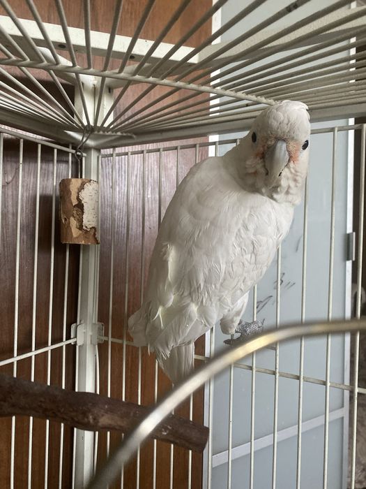 Продам какаду с клеткой