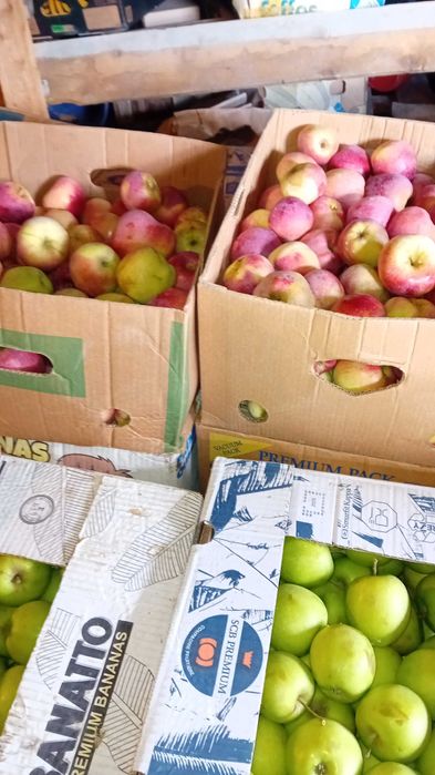 Vând mere calitate superioara