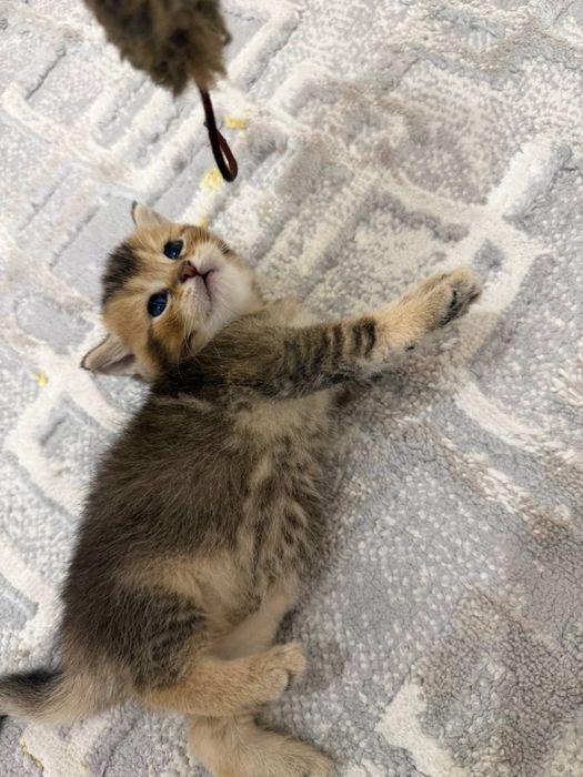 Золотая Шиншила Скотиш Фолд