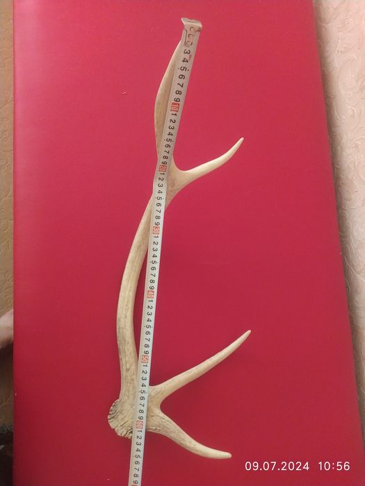 Рог Бухарского Оленя в  Отличном состоянии . И Медведь мягкая игрушка