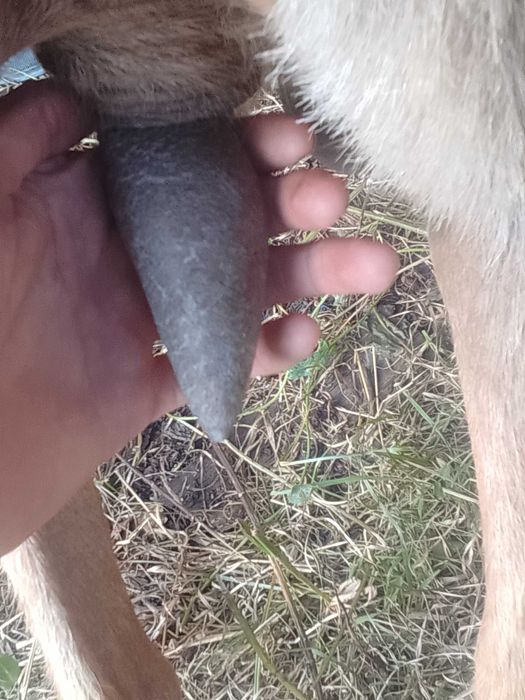 De vânzare capră Alpino franceză
