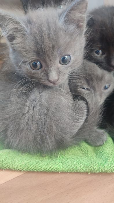 Отдам котят в хорошие руки