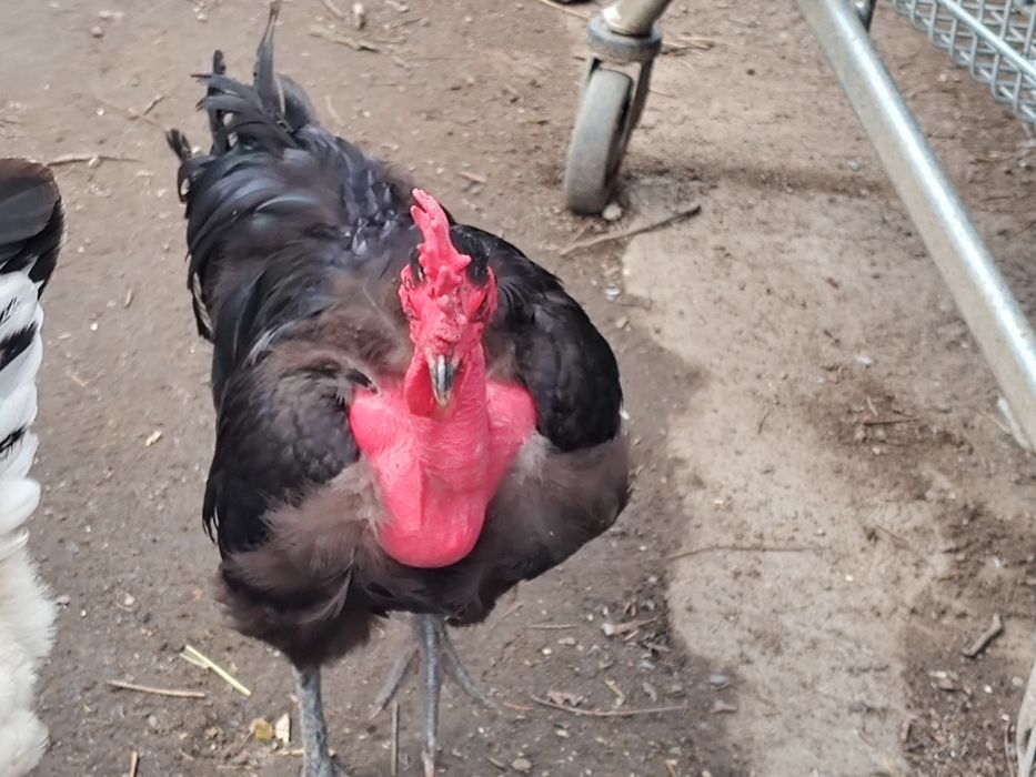 Vand cocosi  Sussex și Rățoi alergătoare indiana potârnichii salbatic