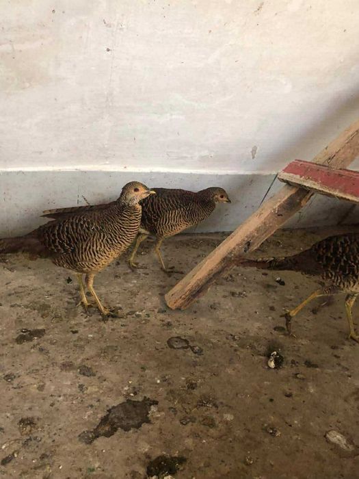 Păuni Spalding și Cameo Fazani si Fazanite