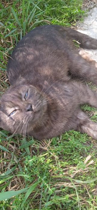 Скотиш страйт КОШКА