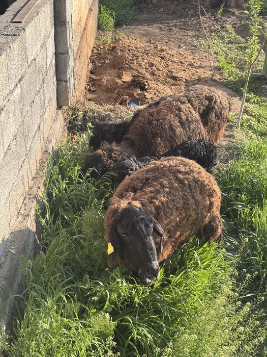 Козылы кой сатылады