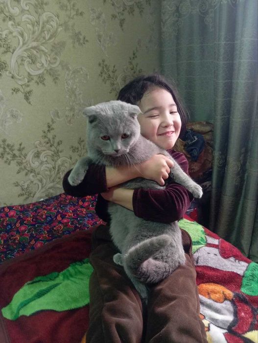 Scottish Fold кот, мальчик, серый