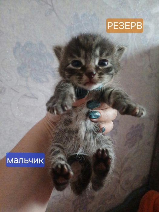Котята метисы отдам