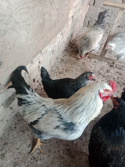 Horoz Dakan Qora shahzoda Brama  horozla