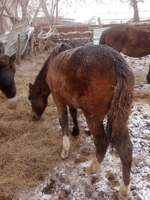 Продается кобылка майская