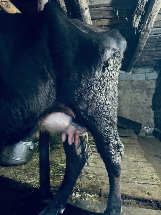 Корова продается Сиыр сатылады