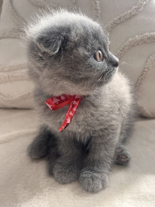 Motanel Scottish Fold