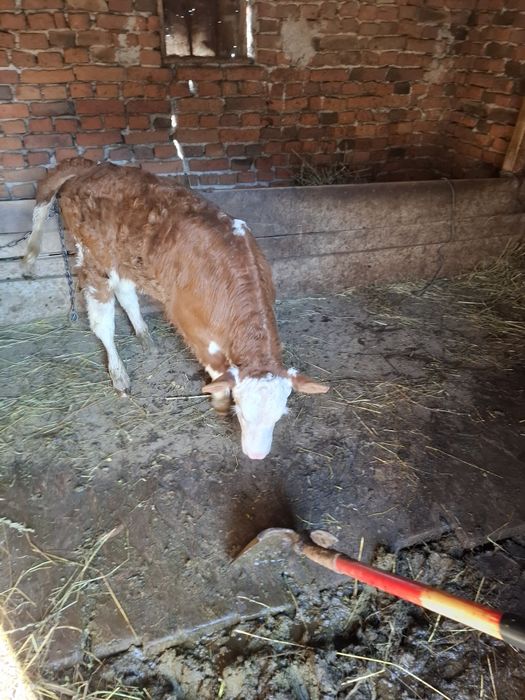 Vițea și tractor de vanzare