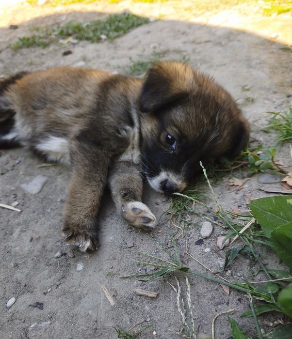 Cățeluși pentru adopție