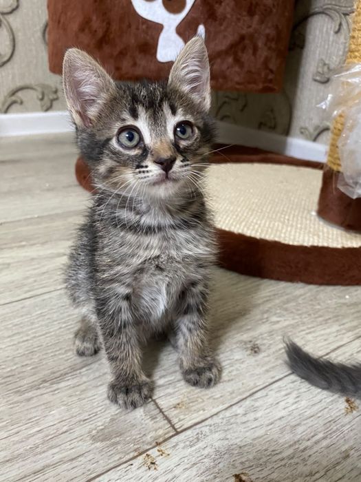 В добрые руки котенок