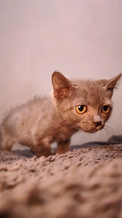Ищем дом очаровательному котёнку