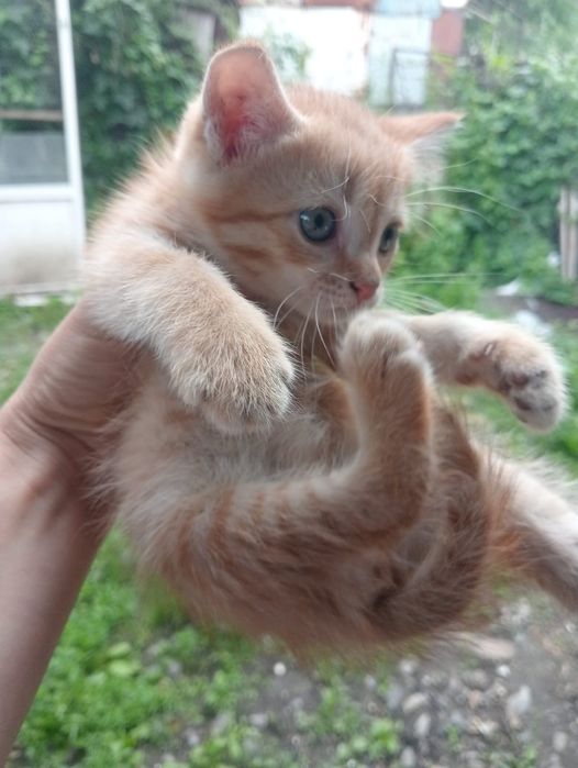 Милые котятки , очень красивые.