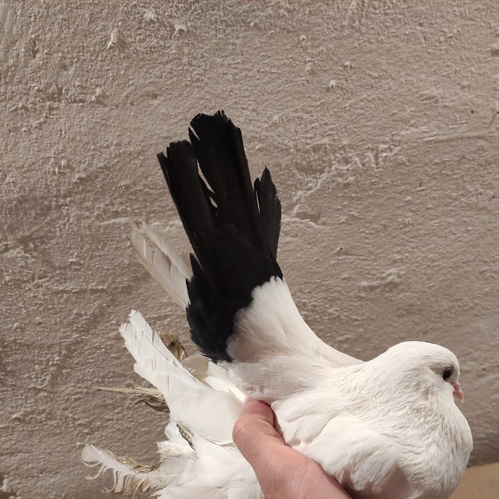 Голуби чернохвостые (персы) 2025 г.