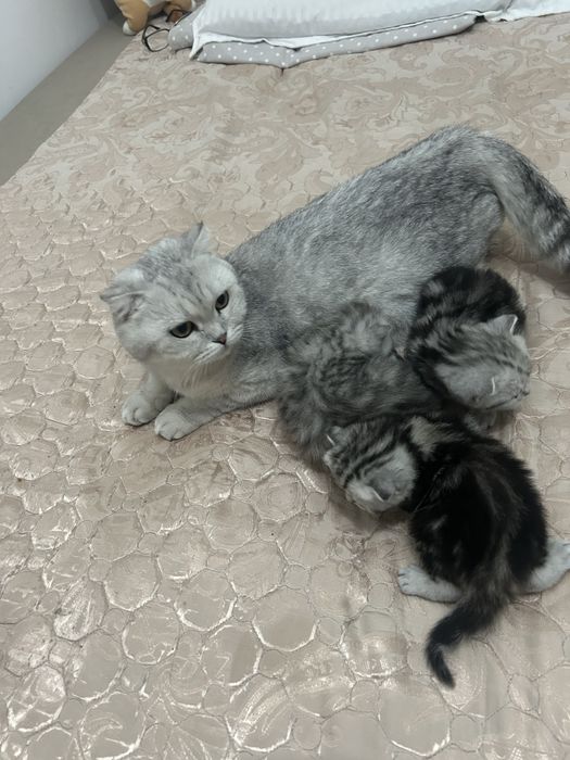 Вислоухих шотландские Котята