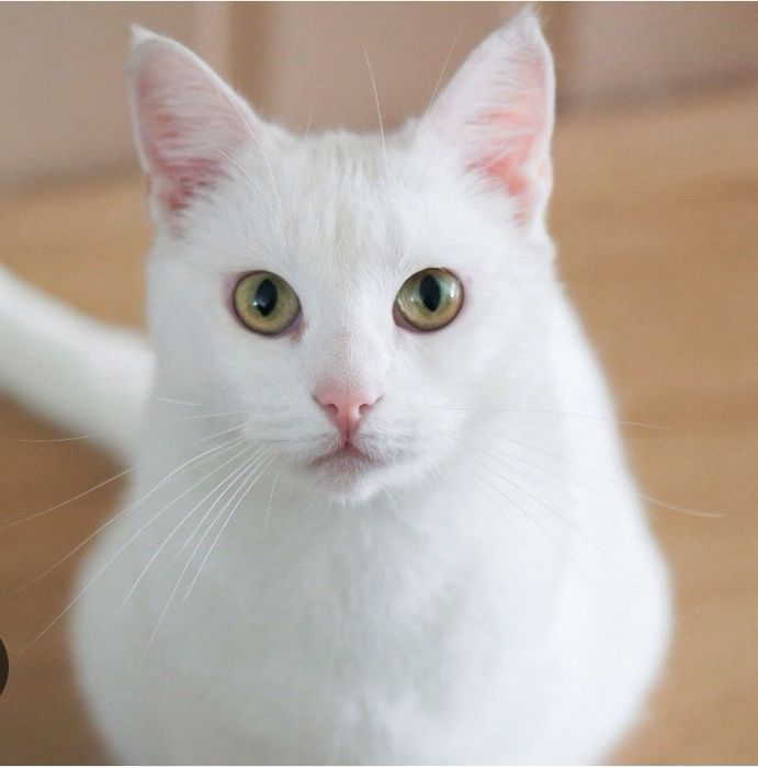 Абсалютна белый Кот..