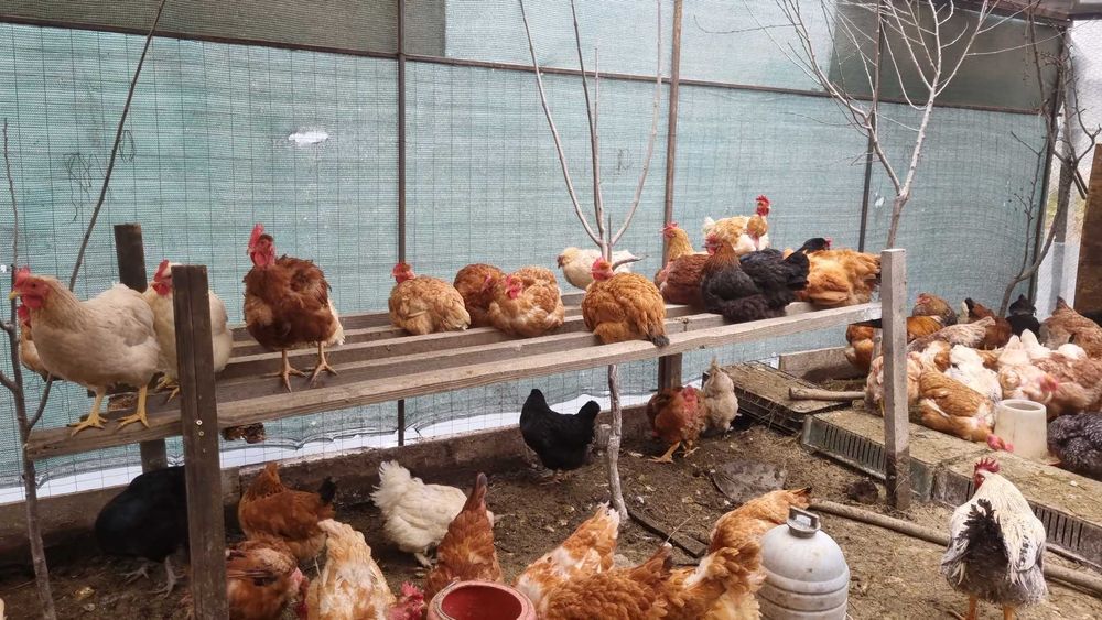 Pui de o zi , pui de gaina , rasa mixta 5lei