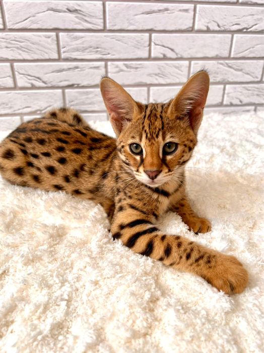 Саванна  мальчик