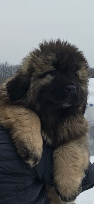 Pui ciobanesc caucazian cu pedigree