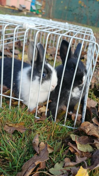 iepuri cap de leu pitic