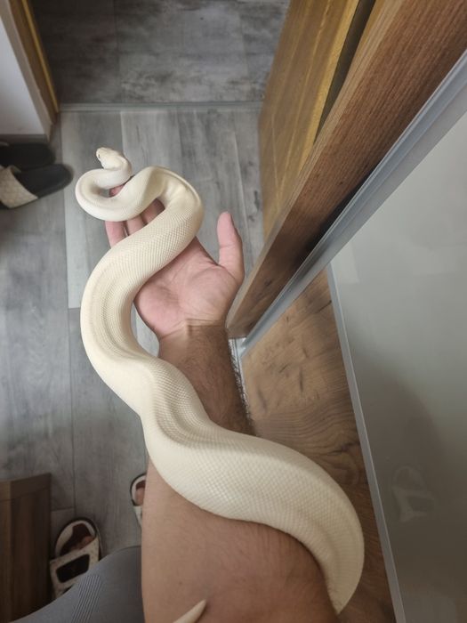 vând mascul de piton regal