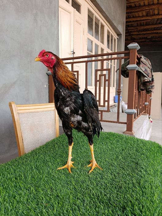 Dakan xoroz sotiladi