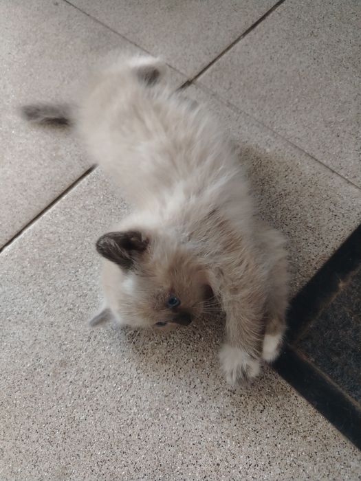 Котята  бесплатно