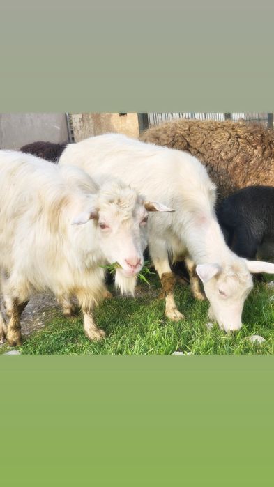 Зотли  Российский Эчки