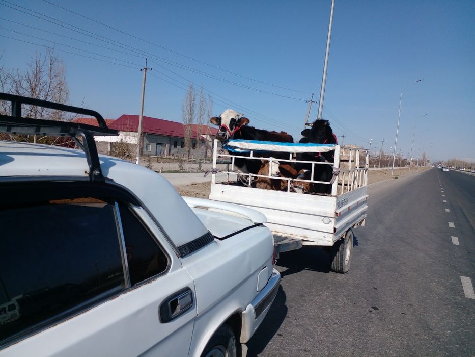 Перевозка грузов юук ташиш хизмати волга прсеб  мол кой от