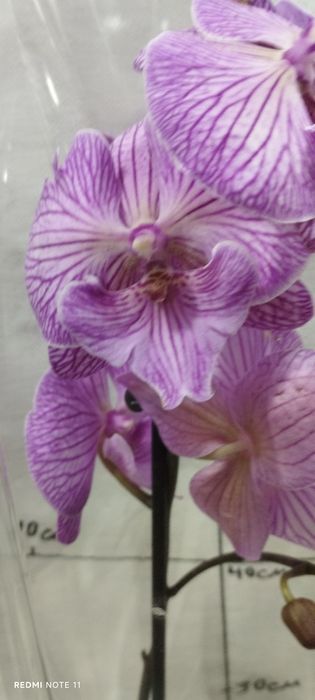 Орхидея   биглип