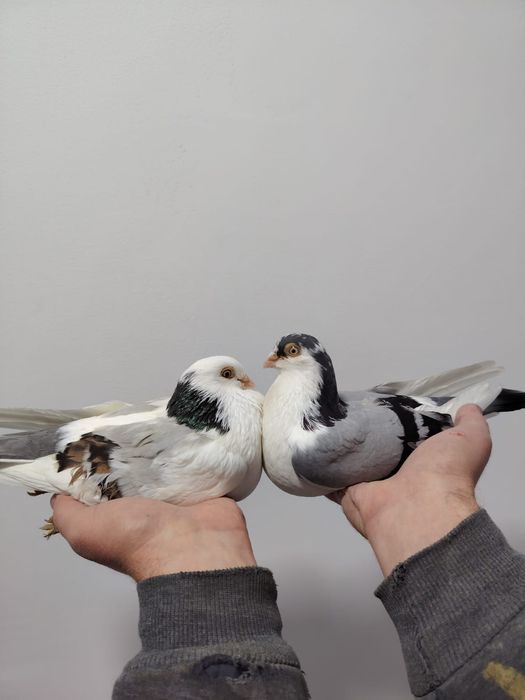 40 lei  bucata jucători