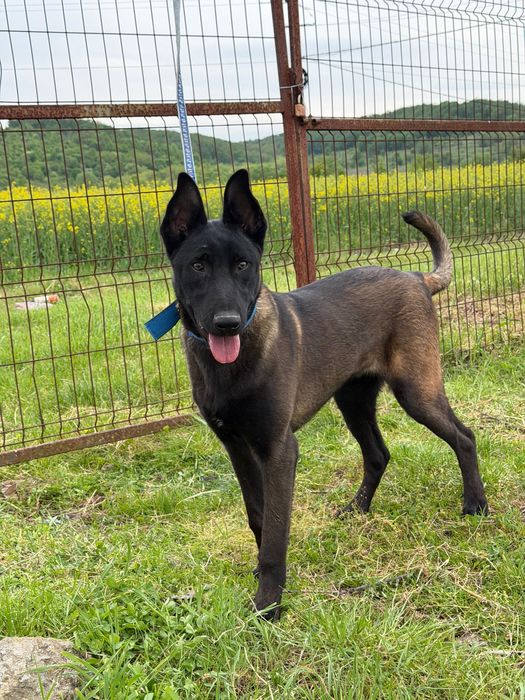 Mascul Ciobanesc Belgian Malinois