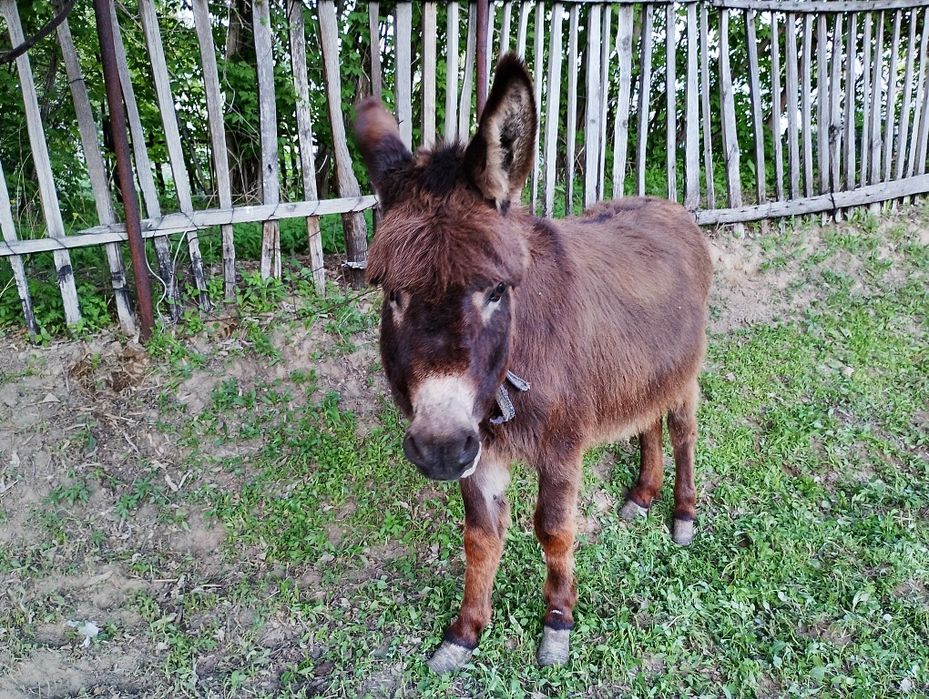 Ешек сатылады бағасы 15000тг