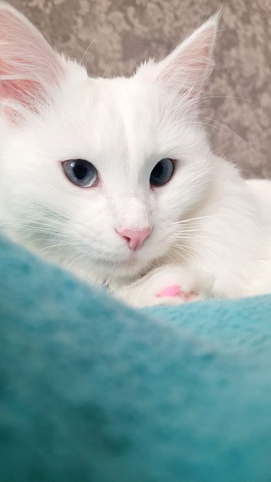 Вязка Кот Турецкого Ангора