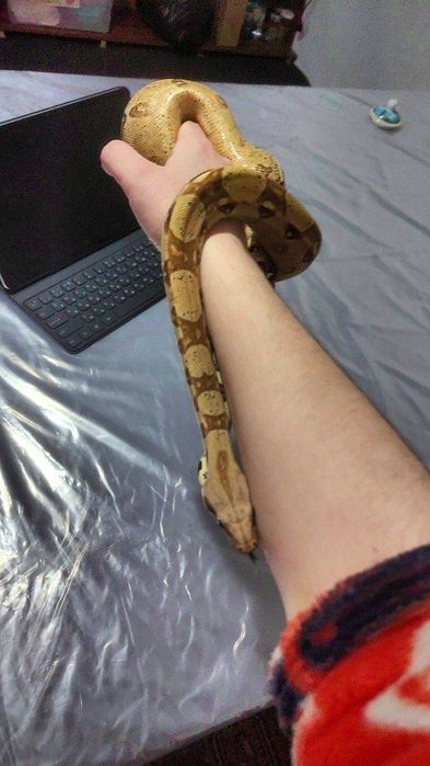 Малыш императорского удава. Своя змея.