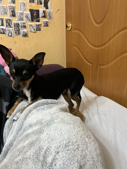 Пропала собака той терьер